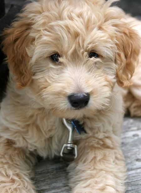 goldendoodle puppies | Atlas the Goldendoodle | Puppies | Daily Puppy Miniature Labradoodle, Mini Golden Doodle, Goldendoodle Miniature, Mini Labradoodle, Labradoodle Puppy, Dachshund Mix, Mini Goldendoodle, Dream Dog, Golden Doodle