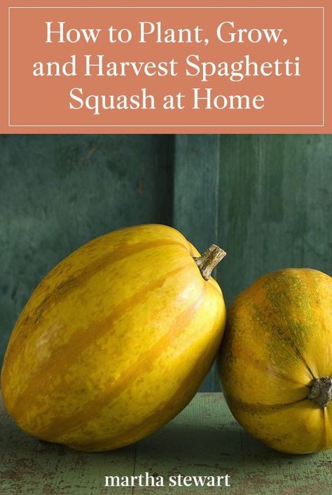 Spaghetti Squash Harvesting, Vegetarian Gourmet, How Plants Grow, When To Plant, Growing Fruit, Gardening Tips And Tricks, Winter Squash, Summer Squash, Delicious Fruit