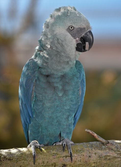 Parrot Thought To Be Extinct In The Wild Spotted Soaring Free Spix Macaw, Rare Creatures, Parrot Flying, Blue Macaw, Amazing Birds, Macaw Parrot, Colorful Parrots, African Grey Parrot, Image Chat