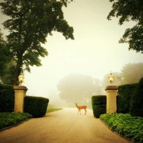 Southhampton, NY. Fabulous privet hedges for privacy! Female Deer, Fairytale Aesthetic, A Deer, Raised Beds, Magical Places, Outdoor Design, Country Life, Driveway, Beautiful World