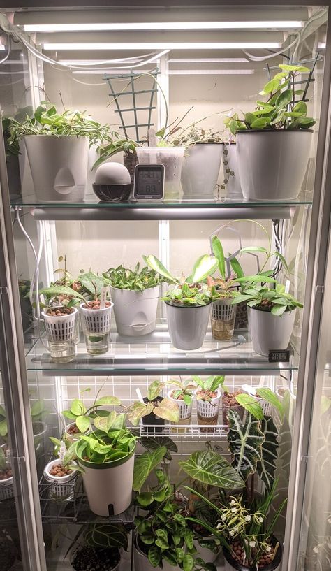 IKEA Greenhouse Cabinet Lighting Options - Monios vs Barrina T5 vs T8 — LECA Addict Detolf Greenhouse, Grow Box Indoor, Plant Cabinet Display, Milsbo Ikea, Gardening Notebook, Ikea Greenhouse Cabinet, Plant Cabinet, Plant Decoration Ideas, Vivarium Plants