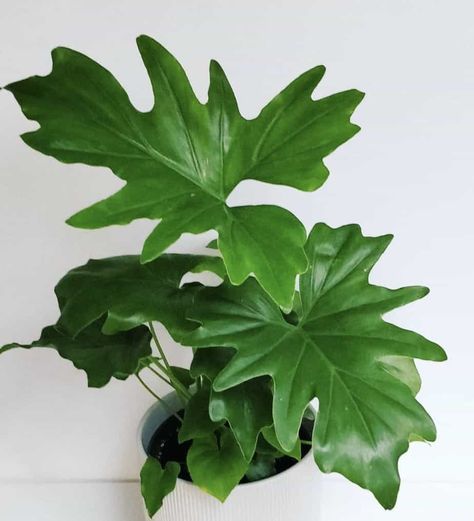 Philodendron Bipinnatifidum Care - Best Plant Guide How To Care For Philodendron Houseplant, Phildondren Plant, Tree Philodendron, Philodendron Varieties, Philodendron Bipinnatifidum, Fall Container Plants, Philodendron Selloum, Philodendron Care, Popular House Plants