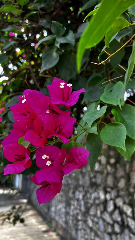 #bougainvillea #flowers #pink Bougainvillea Flower, Flowers Pink, Bougainvillea, Natural Wonders, Wonder, Flowers, Green, Photography, Pink