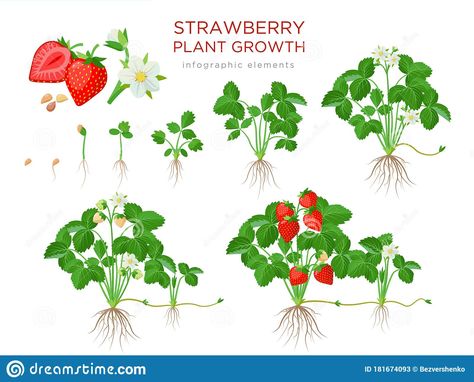 Plant Cartoon, Strawberry Plant, Infographic Elements, Biology Facts, Growing Strawberries, Banner Ideas, Plant Growing, Strawberry Plants, Cooking Guide