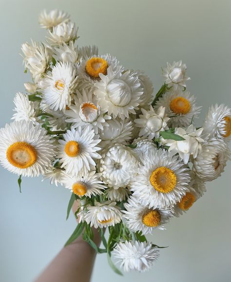 Wedding Dry Flowers, Cut Flower Bouquet, Mount Clemens, Daucus Carota, Florist Wedding, Everlasting Flowers, Flower Farmer, Cut Flower Garden, Garden Kits