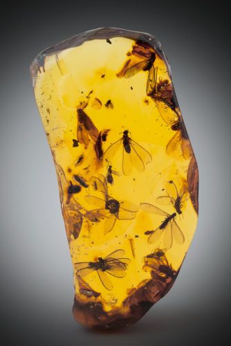 Geology Rocks, Amber Fossils, Cool Rocks, Beautiful Rocks, Rocks And Gems, Minerals And Gemstones, Mellow Yellow, Gems And Minerals, Stone Rocks