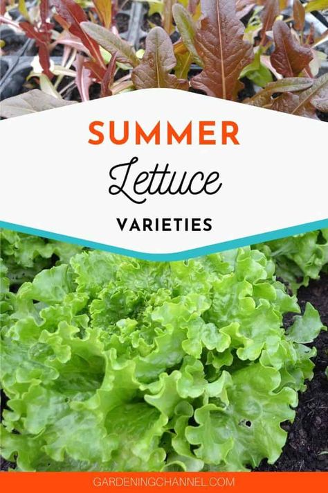 What lettuce grows well in summer? - Gardening Channel Lettuce Varieties, Summer Vegetable Garden, Vegetable Garden Layout Design, Planting Lettuce, Vegetables Garden, Scarborough Fair, Growing Lettuce, Vegetable Garden Raised Beds, Summer Vegetables