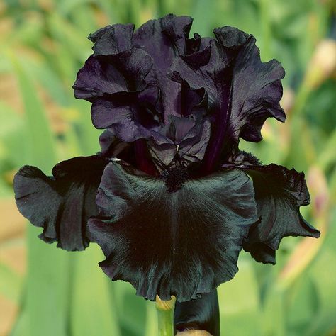 As close to black as possible, 'Black is Black' Bearded Iris is show stopping with its pure onyx color. Each flower produces rich black ruffled petals accented with black beards. This tall Iris consistently offers 9 to 12 flowers per stem. Deer and rabbit resistant. (Iris germanica) Iris Rhizomes, American Meadows, Goth Garden, Future Garden, Gothic Garden, Wallpaper Cantik, Iris Garden, Black Garden, Decoration Plante