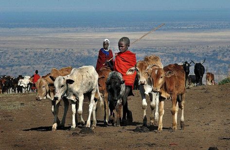 What is a Pastoral Society? Pastoral Society, Society Drawing, Tennessee Valley Authority, Great Warriors, African Spirituality, Sea Level Rise, Game Reserve, Maasai, Cultural Experience