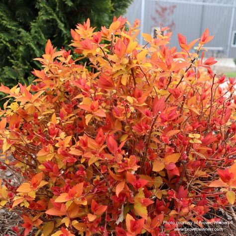 Overview Uses: Double Play® Candy Corn® Spirea, from Proven Winners®, dazzles with its unique foliage that transitions from candy apple red to pineapple yellow, topped with vibrant purple flowers. Ideal for adding a burst of color to gardens, borders, or as a standout specimen. Benefits: This dynamic shrub offers multi-season appeal with its changing leaf colors and bright flower clusters. It attracts pollinators while being deer resistant and is easy to care for. USDA Hardiness Zones: 4-8 Sun: Candy Corn Spirea, Deer Resistant Shrubs, Courtyard Landscaping, Deadheading, Pineapple Yellow, Hillside Garden, Backyard Garden Layout, Corn Plant, Corner Garden