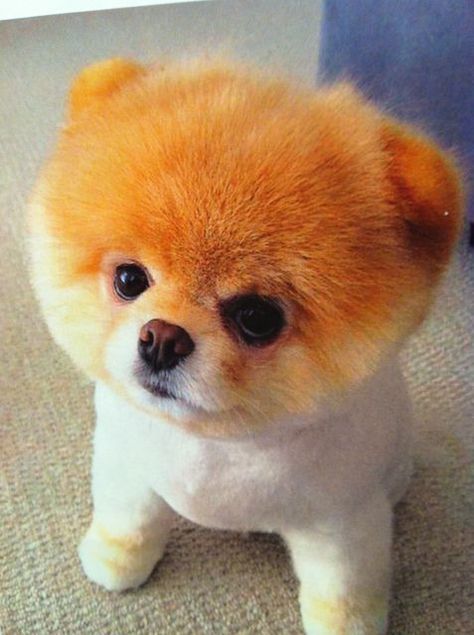 Boo The Cutest Dog, Puppy Dog Pictures, World Cutest Dog, Boo The Dog, Orange Dog, Puppy Drawing, Dog White, Pomeranian Puppy, Happy Puppy