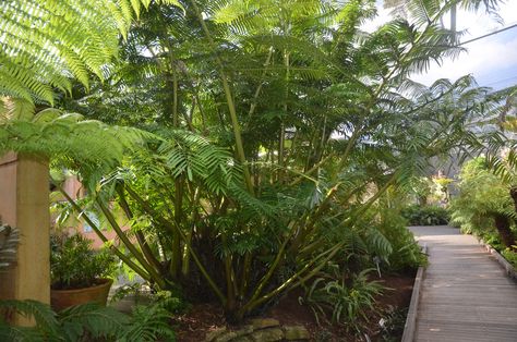 Angiopteris Evecta, Giant Fern, My Dream Home, Potted Plants, Fern, Trunk, Dream House, Plants