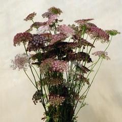 Daucus Dara Carrot Flowers, Queen Anne's Lace Flowers, Long Vase, Daucus Carota, Queen Anne's Lace, Carnation Flower, Queen Annes Lace, Garden Photography, Flower Farm