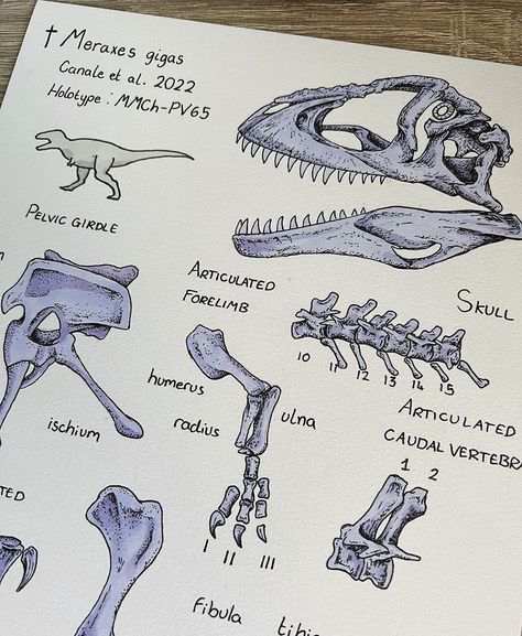 Dinosaur Drawings, Prehistoric Fossils, Dinosaur Facts, Dinosaur Sketch, Robot Sculpture, Dinosaur Drawing, Paleo Art, Easy Drawings Sketches, Dinosaur Art