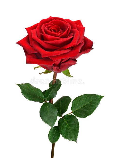 Open red rose on white. Fully blossomed, perfect red rose with stem and leaves on pure white background stock images Rose Flower Png, Red Roses Wallpaper, Single Red Rose, Rosé Png, Rose Flower Pictures, फोटोग्राफी 101, Pink Background Images, Realistic Tattoo, तितली वॉलपेपर