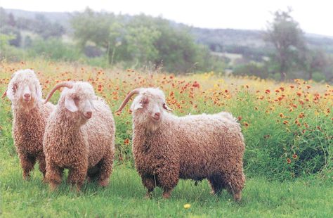 Angora Goats producers of mohair. Goat Reference, Goat Breeds, Angora Goat, Goats And Sheep, Raising Goats, Future Farms, Goat Farm, Animal Husbandry, Angora Goats