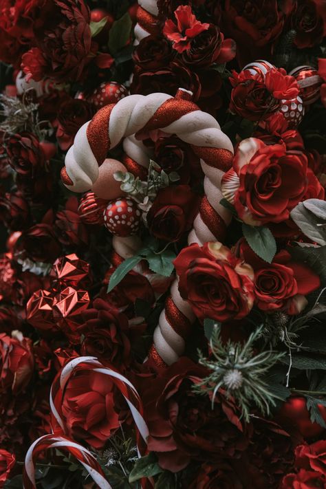 a bouquet of red roses photo – Free Image on Unsplash Red Christmas Aesthetic Wallpaper, Red Christmas Wallpaper Aesthetic, Red Christmas Aesthetic, Christmas Images Hd, Bouquet Of Red Roses, Wallpaper Christmas, Christmas Aesthetic Wallpaper, Winter Images, Holiday Wallpaper