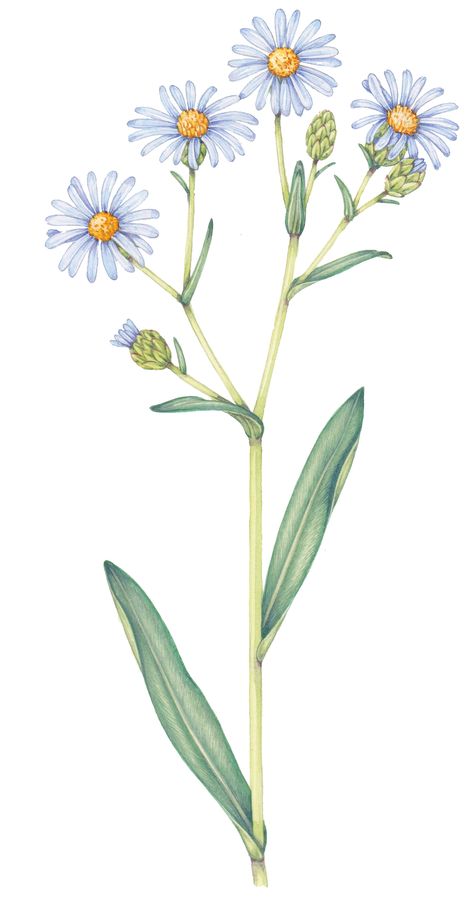 Sea aster Aster tripolium botanical illustration by Lizzie Harper Aster Flower Drawing, Aster Tattoo, Aster Flower Tattoos, Coastal Flowers, September Birth Flower, Botanical Sketchbook, Dark Purple Flowers, Botanical Drawing, Aster Flower