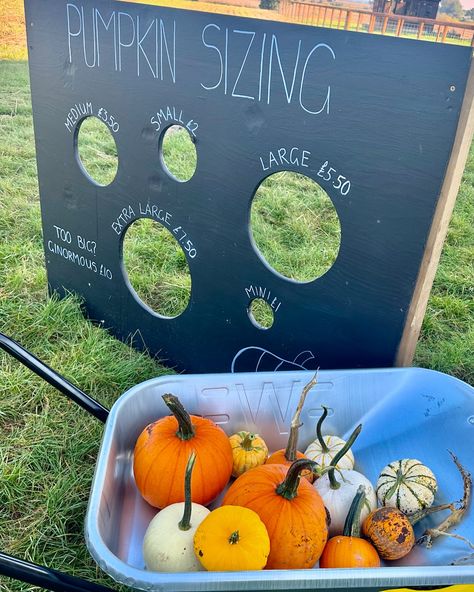 🎃 She’s got pumpkin on her mind 🧡 We had the best morning at @yorkshirepumpkins [invite] at Cundall, just past Boroughbridge. I’ve never seen so many varieties of pumpkins and they are all grown on site by the most lovely family. You grab a wheelbarrow, load it up and just pay for what you pick. There’s a barn with a small cafe, seating and pumpkin themed games as well as a wood fired pizza stall. Do you love Izzys new jumper? An emergency purchase from @georgeatasda but I’m in love ... Small Cafe Seating, Pumpkin Patch Games, Patch Ideas, Cafe Seating, Best Morning, Small Cafe, Lovely Family, Wood Fired Pizza, Pumpkin Theme