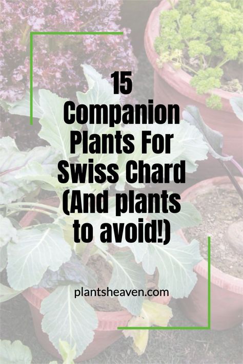 Read on to discover the best companion plants for Swiss chard and how they help the plant grow. You will also discover the garden plants that should never be planted near Swiss chard and why. Growing Swiss Chard, Edible Stem, Growing Chives, Best Companion Plants, Allium Schoenoprasum, Chives Plant, Beginners Landscaping, Snap Beans, Vegetable Garden For Beginners