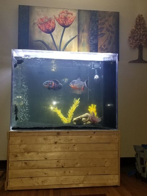 Oscar Fish Tank Ideas, Oscar Fish Tank, Fish Tank Ideas, Oscar Fish, Fish Tank Themes, Tropical Freshwater Fish, Fish Tanks, Aquarium Fish Tank, Freshwater Fish