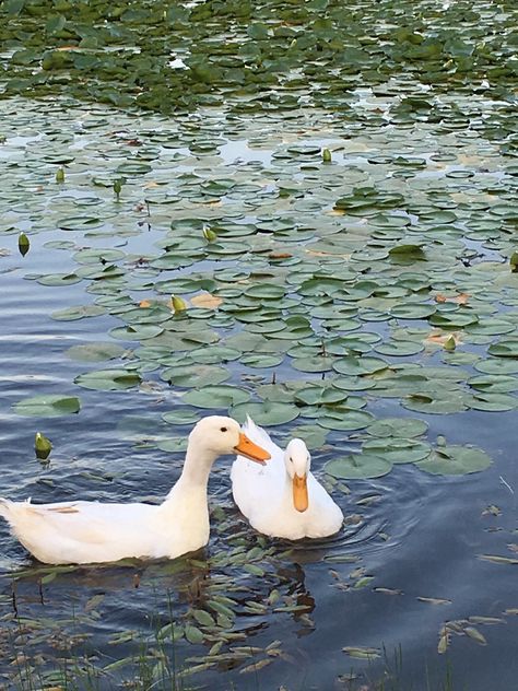 Ducks on my pond. Such a cute addition. Fun Color Schemes, Duck In A Pond, Duck In Pond, Ducks In Water, Duck On Water, Ducks In Pond, Modern Teen Bedroom, Ducks In A Pond, Duck In Water