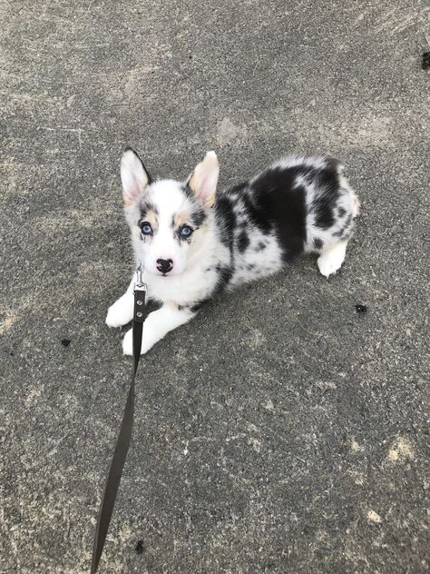 Lily the Merle corgi ♥️ Merle Corgi Puppy, Corgi Merle, Blue Merle Corgi, Merle Corgi, Black Corgi, Cute Corgi Puppy, Companion Animals, Dog Anatomy, Cardigan Welsh Corgi