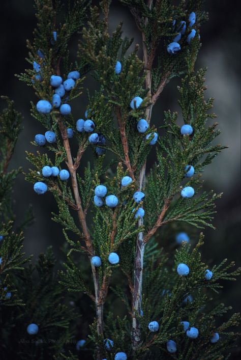 Witches Cottage, Juniper Berries, Patiently Waiting, Nature Aesthetic, Nature Beauty, A Tree, Night Sky, Beautiful World, In The Dark