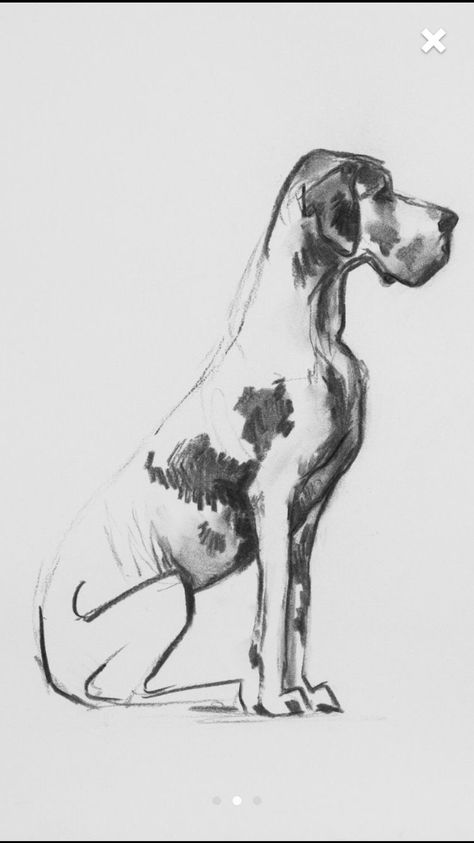 Cute Dog Costumes, Shop Drawing, Dane Puppies, Great Dane Puppy, Dog Sketch, Dane Dog, Great Dane Dogs, Animal Sketches, Dog Drawing