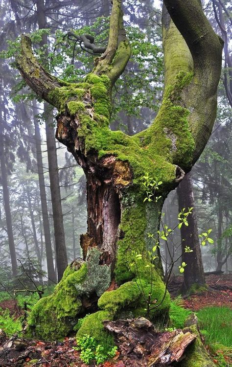 Scary Trees, Tree Reference, Interesting Trees, Plant Reference, Collage Project, Weird Trees, Romance Movie, John Bauer, Magical Tree