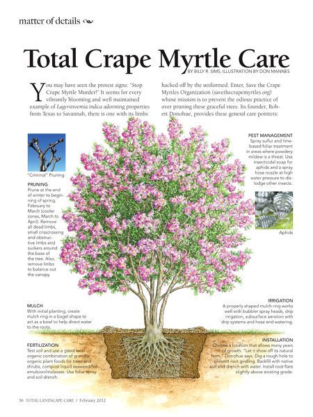 Crape myrtle care Crepe Myrtle Landscaping, Southern Landscaping, Southern Landscape, Crepe Myrtle Trees, Myrtle Tree, Crepe Myrtle, Backyard Plants, Crape Myrtle, Seed Bank