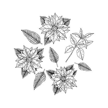 Poinsettia Tattoo Black And White, Poinsettia Tattoo, Tattoo Black, Poinsettia Flower, Flower Sketches, Lotus Flower Tattoo, Black Tattoos, Poinsettia, Tattoos And Piercings