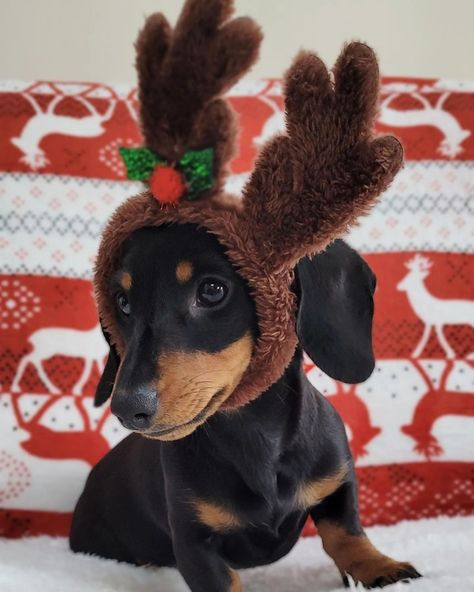 Sausage Dog Christmas, Christmas Widgets, Puppies Dachshund, Miniature Dachshund Puppies, Puppy Dachshund, Christmas Pets, Standard Dachshund, Doxie Puppies, Christmas Dachshund