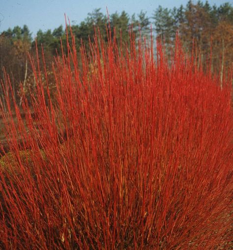 A fast-growing, multi-stemmed shrub with cherry red winter stems. Stems are outstanding with a backdrop of evergreen or snow. White flowers and white fruit add additional interest throughout the season. Add to shrub borders or use as an informal hedge. Snow White Flowers, Cornus Sericea, Deer Resistant Shrubs, Minnesota Landscape, Red Twig Dogwood, Minnesota Landscaping, Twig Dogwood, Hydrangea Quercifolia, Oakleaf Hydrangea