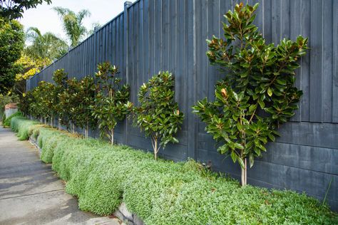 Magnolia Hedge, Magnolia Little Gem, Evergreen Magnolia, Screening Plants, Southern Usa, Scented Flowers, Magnolia Grandiflora, Narrow Garden, Screen Plants