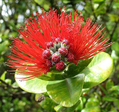 Metrosideros polymorpha Lehua Flower, Hawaiian Plants, Hawaiian History, Jewel Orchid, Yellow Hibiscus, New Roots, Hawaiian Flowers, Flower Tops, Growing Flowers