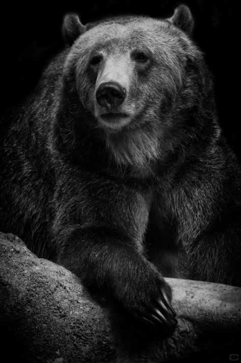 Scratchboard Illustration, Bear Tattoo Designs, Tree Drawings Pencil, Bear Tattoos, Night Sky Photography, Black And White Art Drawing, Bear Tattoo, Bear Photos, Bear Pictures