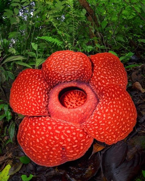 Rare rafflesia arnoldii in close up and ... | Premium Photo #Freepik #photo #forest-trees #green-forest #forest #garden-landscape Rafflesia Arnoldii, Carrion Flower, Indian Paintbrush, Mind Blowing Facts, Giant Flowers, Flower Spike, Big Flowers, All About Plants, Trees And Shrubs