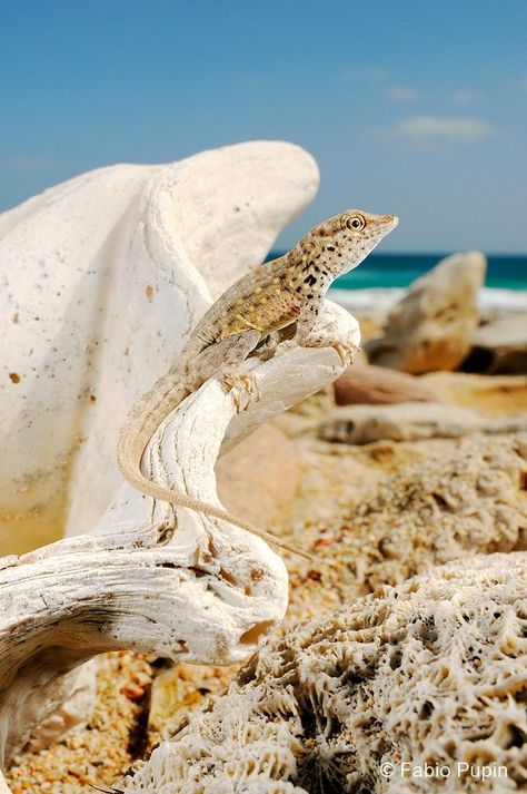 Strange Birds, Dracaena Cinnabari, Socotra Island, Dragon Blood Tree, Socotra, Dragons Blood, Reptiles And Amphibians, Places Of Interest, Amphibians