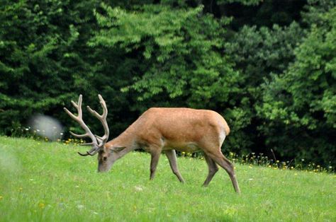 Grazing buck Deer Buck, Oh Deer, Elk, Moose Art, Deer, Animals, Quick Saves, White, Art