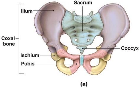 Bækkenets tre sammenvoksede knogler Iliac Crest, Pelvis Anatomy, Human Skeleton Anatomy, Pelvic Girdle, Body Bones, Piriformis Muscle, Pelvic Bone, Study Biology, Gluteal Muscles