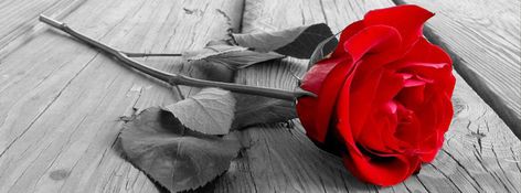 Facebook covers | covers 264 days ago beautiful fb cover red timeline free facebook ... Fanfiction Recommendations, Dru Hill, Twilight Fanfiction, Red Roses Wallpaper, Bette Midler, Beautiful Red Roses, Dark Paradise, Rose Pictures, Fb Covers