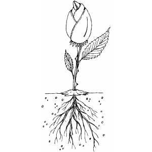 Flower With Root Flower With Roots Tattoo, Flower With Roots, Flower Roots, Following Directions Activities, Roots Tattoo, Plant Parts, Identify Plant, Following Directions, Parts Of A Plant