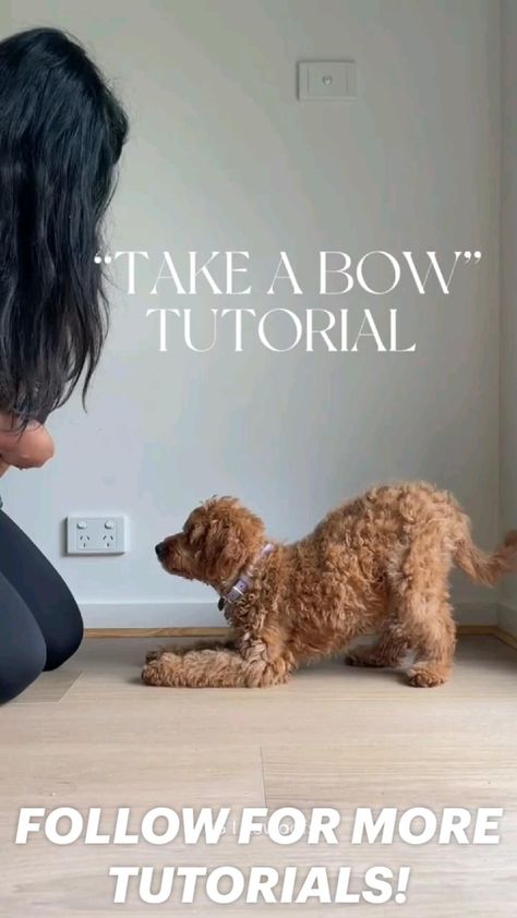 Train your dog to bow with this step-by-step guide. Teach your dog to follow your hand gestures and reward them for good | #Toy_Poodle_Training #Poodle_Puppy_Training #Tricks_To_Teach_Your_Dog #Cool_Dog_Tricks Tricks To Teach Your Puppy, Poodle Puppy Training, Cool Dog Tricks, Poodle Training, Dog Tricks Easy, Dog Trick, Teach Dog Tricks, Dog Accesories, Dog Training Advice