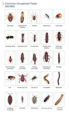 Garden Pests Identification, Household Bugs, Spider Identification, Brown Bugs, Bug Identification, Insect Identification, Rid Of Bed Bugs, Bad Bugs, Bed Bug Bites