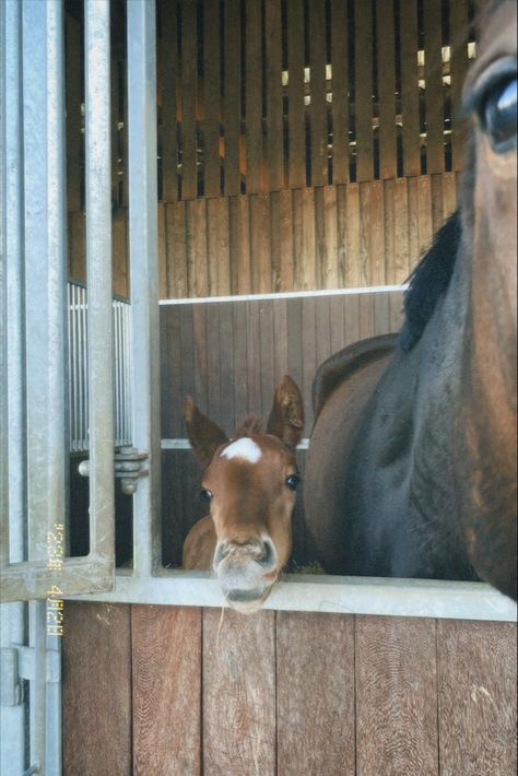 Foal Aesthetic, Horse Life Aesthetic, Horses Astethic, Stable Aesthetic, Horse In Stable, Horse And Foal, Horse Foal, Horsey Life, Equestrian Aesthetic