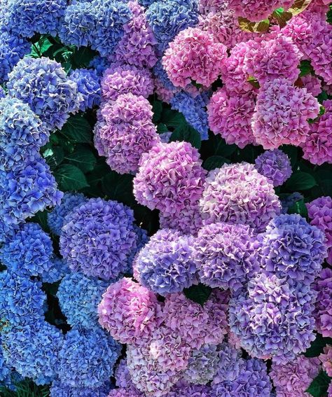 Hycanith Flower, Purple Hycanith, Hydrangea Landscaping, Million Flowers, Hydrangea Bouquet Wedding, Hollyhocks Flowers, Tattoo Plant, Peonies And Hydrangeas, Blue Hydrangeas