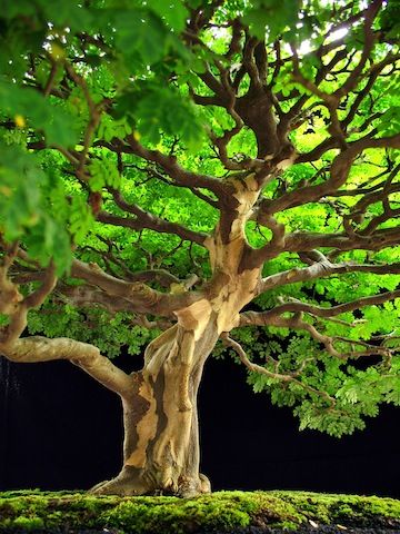 Brazilian Rain tree - Bonsai Empire Delonix Regia, Rain Tree, Royal Poinciana, Bonsai Soil, Plantas Bonsai, Lovely Images, Indoor Bonsai, Garden Help, Tree Seeds