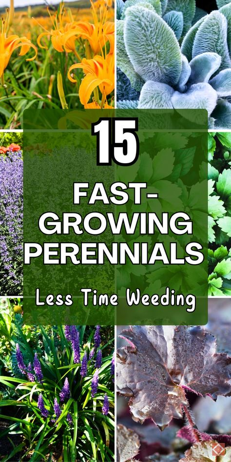 Want to reduce weeding time? These 15 fast-growing perennials are perfect for filling garden beds quickly and naturally suppressing weeds! These hardy, low-maintenance plants offer quick growth, lush coverage, and are ideal for both beginner and seasoned gardeners. Save this pin to learn about these weed-suppressing perennials that keep your garden thriving with less hassle. Monkey Grass, Creeping Thyme, Lawn Alternatives, Thriving Garden, Shade Perennials, Border Plants, Indoor Plant Care, Attract Pollinators, Sustainable Garden