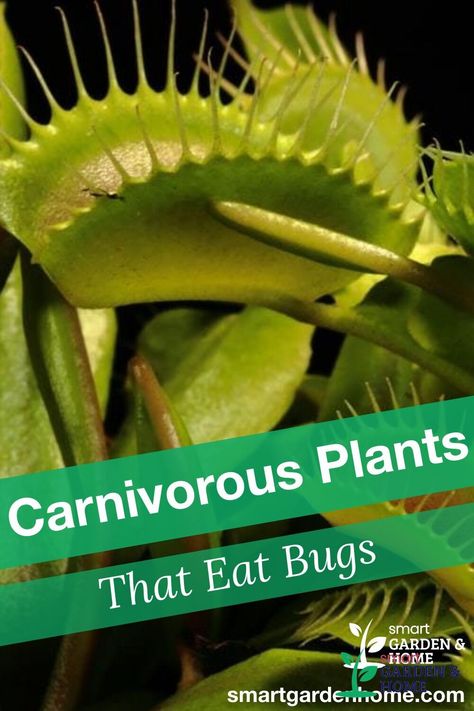 When we think of carnivorous plants, most of us imagine enormous carnivorous plants that eat humans and animals from science fiction or horror movies. But these protein-eating plants are actually aesthetically beautiful and quite interesting to cultivate https://smartgardenhome.com/carnivorous-plants-eat-bugs-insects/?utm_source=pinterest&utm_medium=smartgardenhome&utm_campaign=publer #carnovorousplants Bug Eating Plants, Sundew Plant, Humans And Animals, Plant Help, Smart Garden, Pitcher Plant, Soil Ph, Carnivorous Plants, Digestive Enzymes